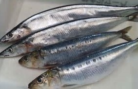青魚