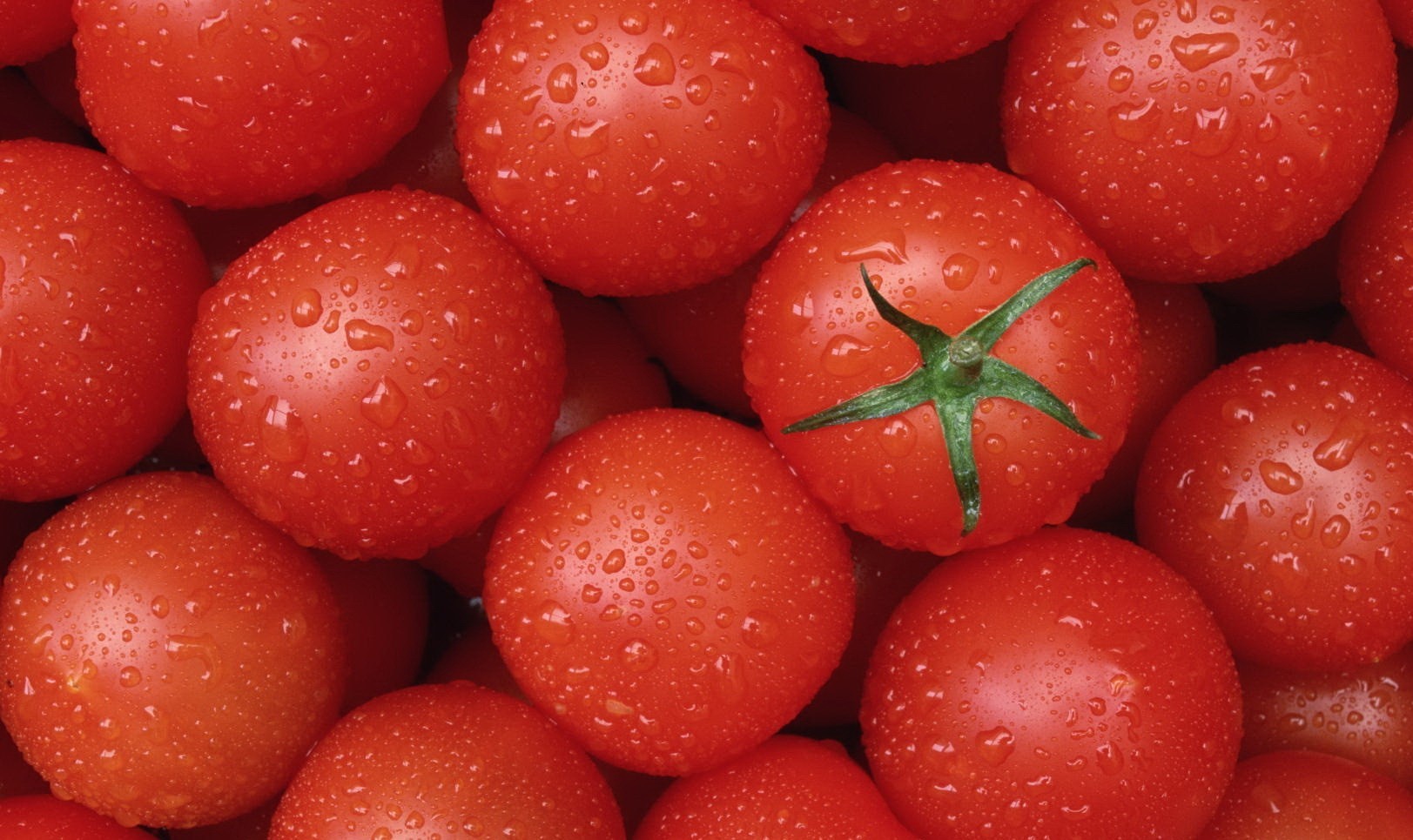 tomato