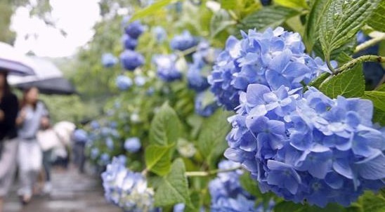 アジサイ梅雨