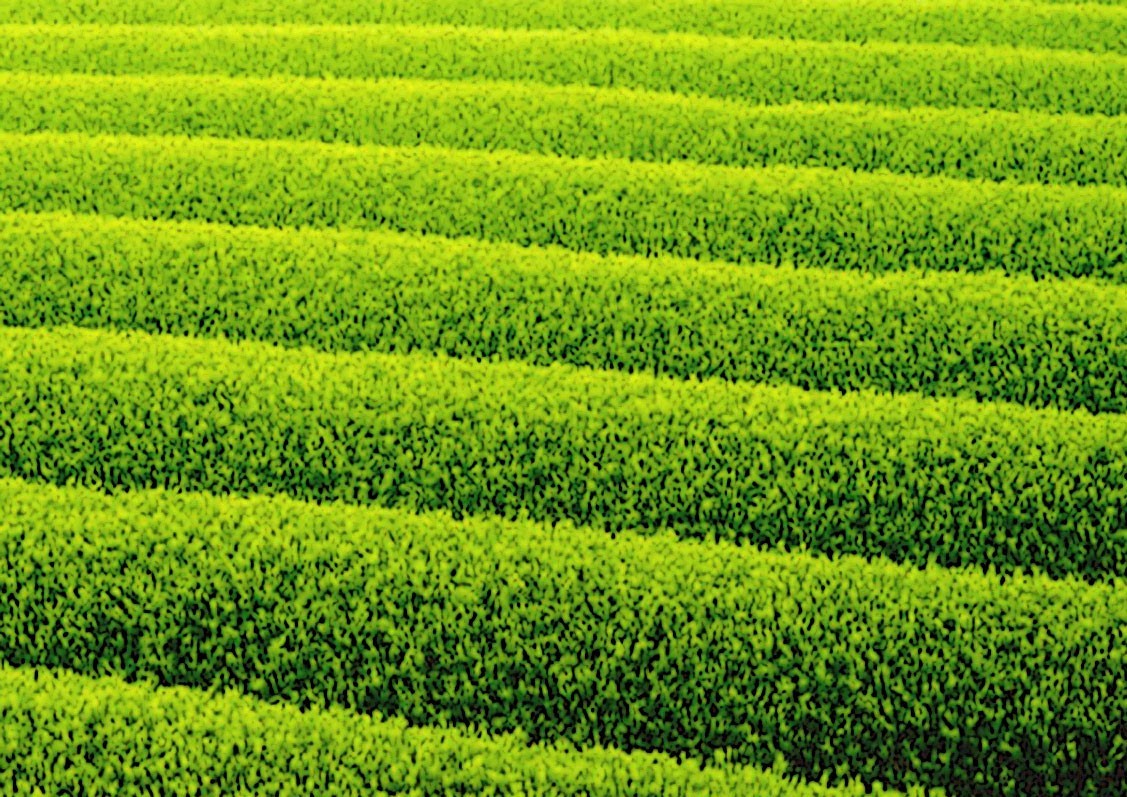 茶