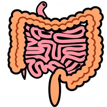 腸 ②