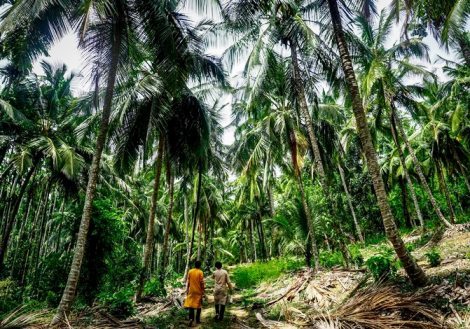 Palm Farm2