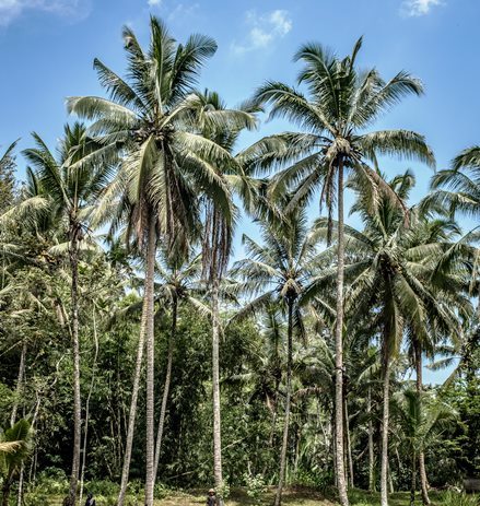 Palm Tree
