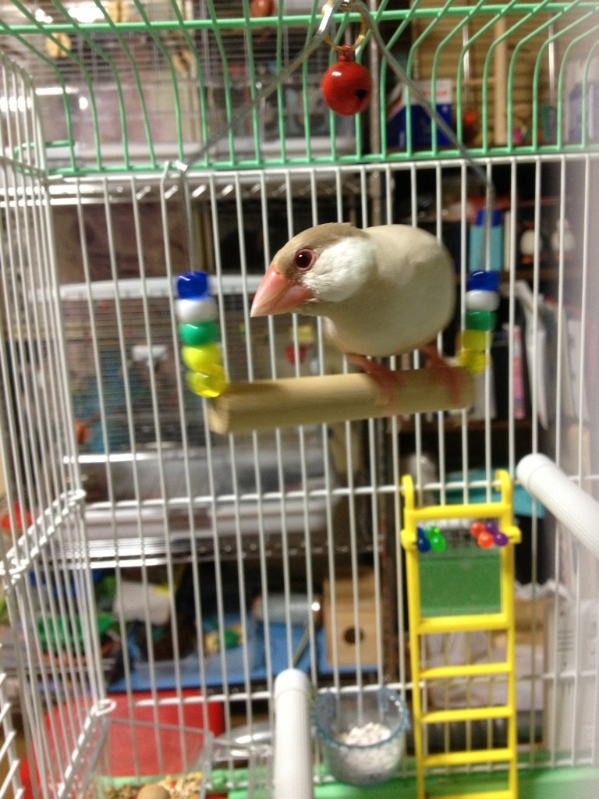 ミント