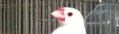 バナー