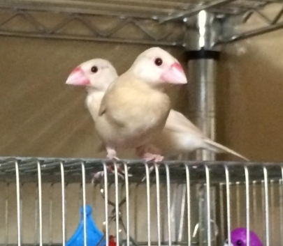 クリーム雛1
