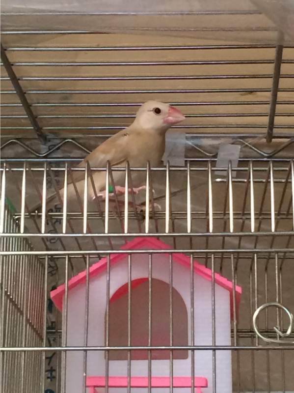 ひな8