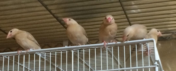 シナモンひな