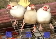 掲示板