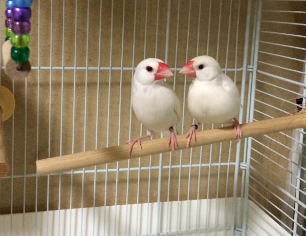 ココアミルク