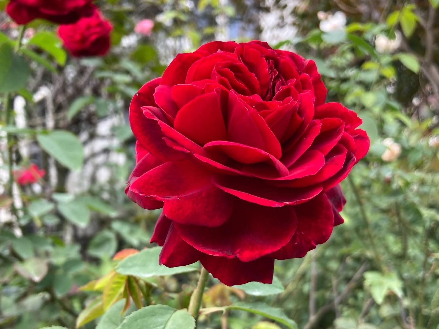 7E8D9B12-2770-490F-9D6C-5E25BDC6CA26