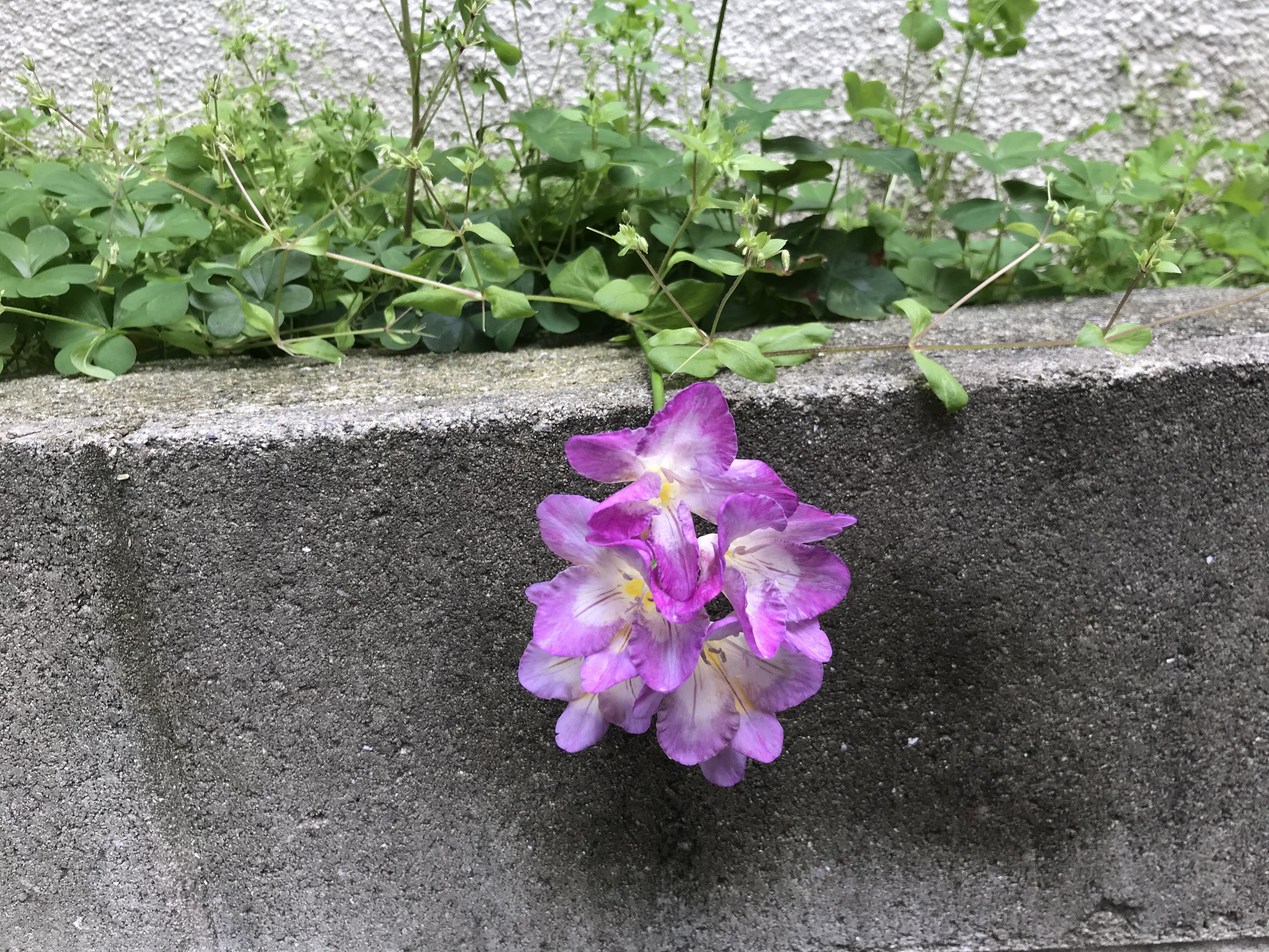 20214あおぎり