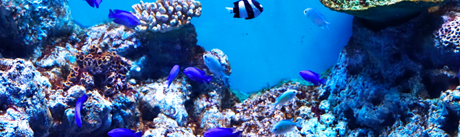 水族館コン