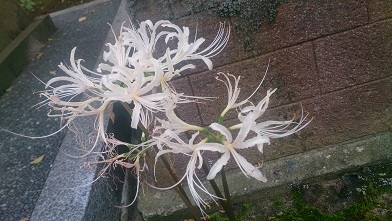 まんじゅしゃげ