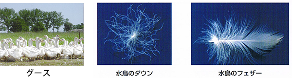 羽毛の種類