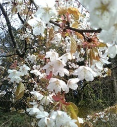 山桜_コピー_コピー