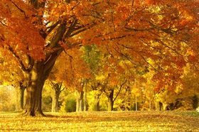 autumn_leaves_コピー