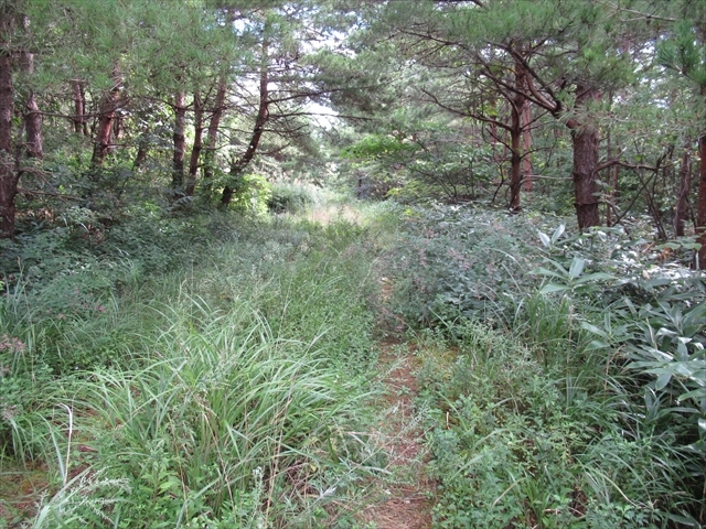 mori02