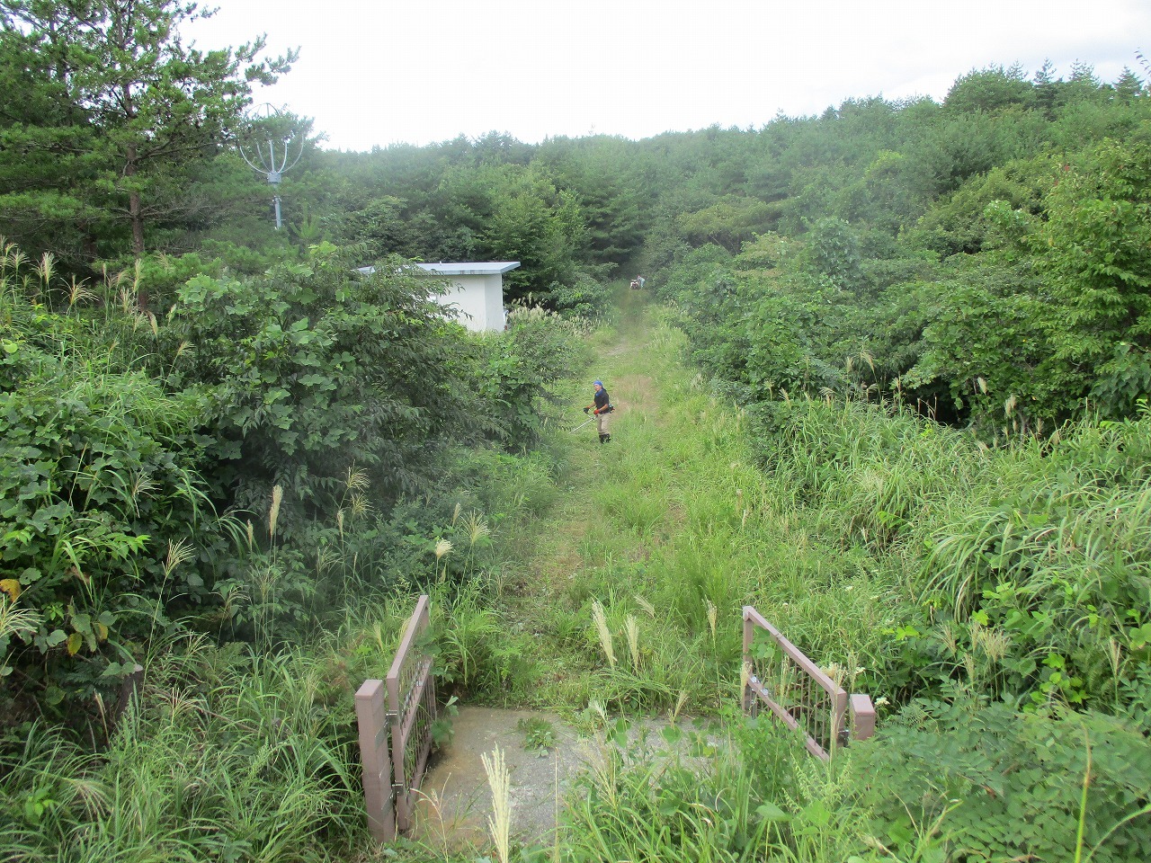 縮小2020 9-15 珠洲草刈り3