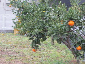 河内長野市木戸付近 みかん