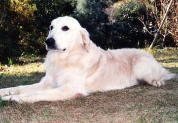 成犬