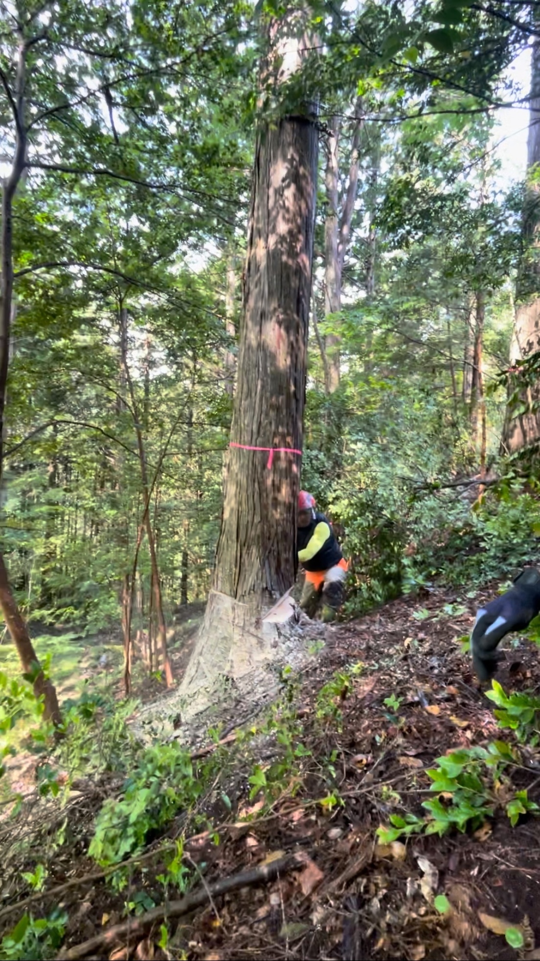 伐採作業_コピー