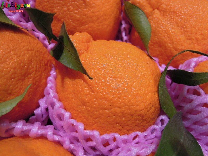 蒲郡 樹熟デコポン