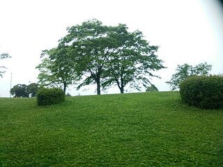 1556698032428