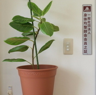 PA091082_コピー_コピー_コピー_コピー_コピー_コピー