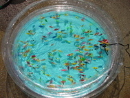 縁日魚すくい 泳ぐお魚セット