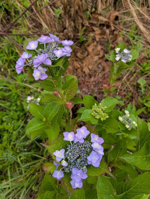 line_oa_chat_250611_095957_group_0_コピー