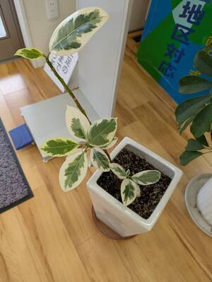 line_oa_chat_250818_112448_group_1_コピー