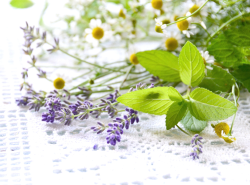 ハーブダンディリオンについて