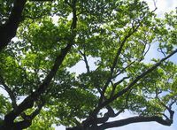 開業を目指してください