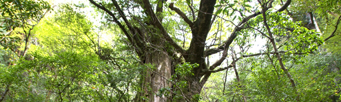 屋久島ツアーLeafとは?
