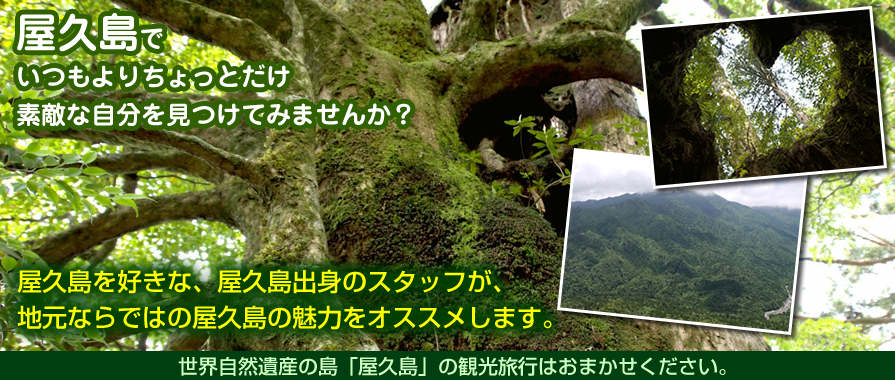 屋久島ツアー Leaf