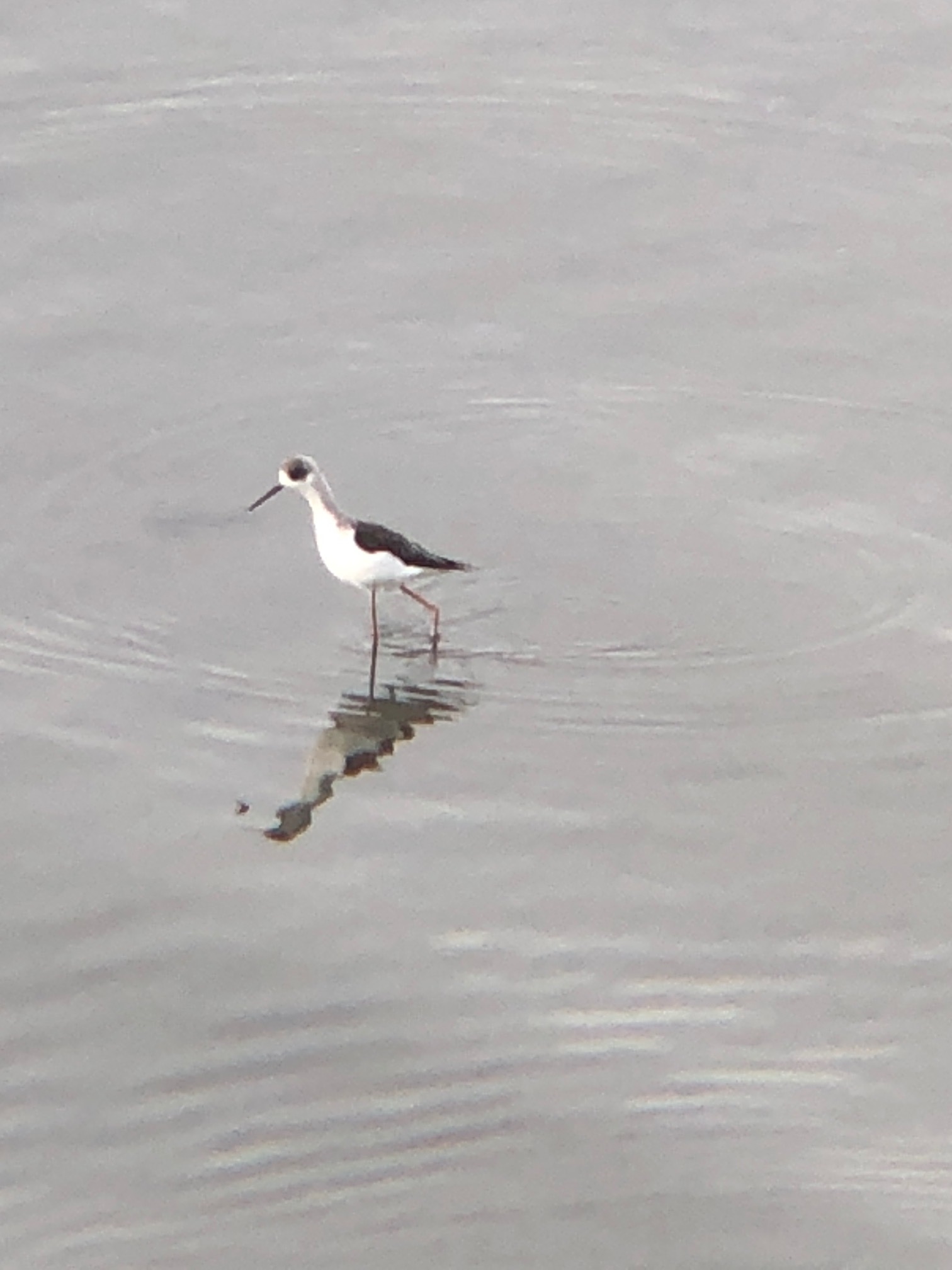 野鳥バードウォッチング屋形船ドットコム