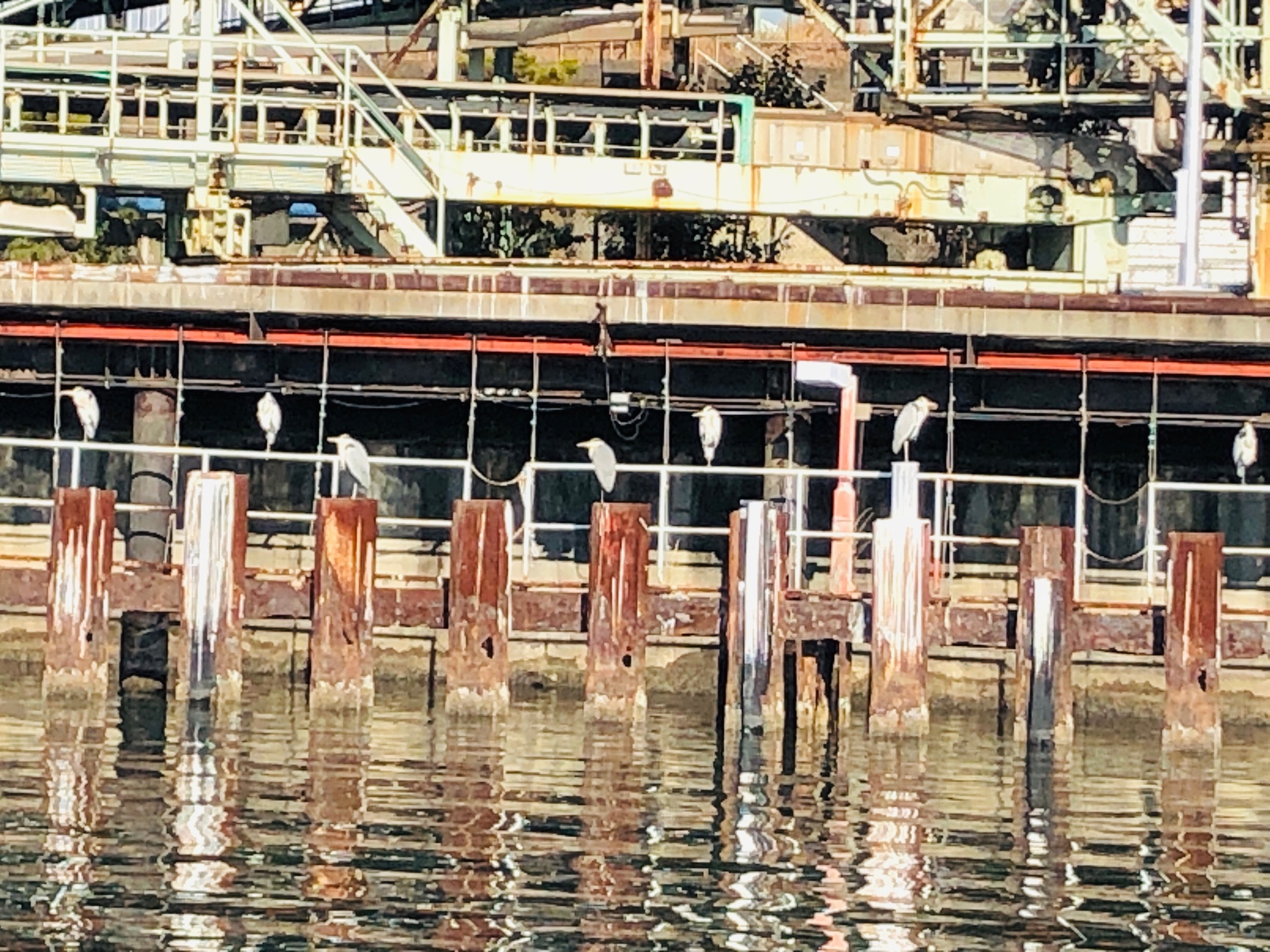野鳥東京港屋形船ドットコム