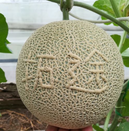 19タクト トリミングS