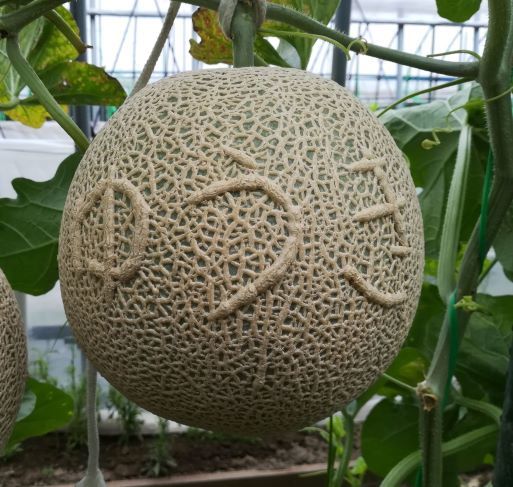 19ゆうき4P トリミングS