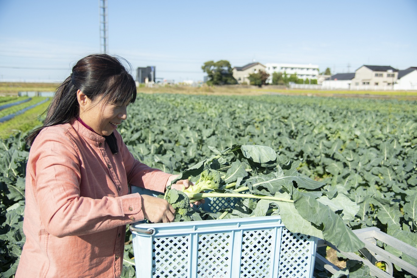 ブロッコリー収穫-M