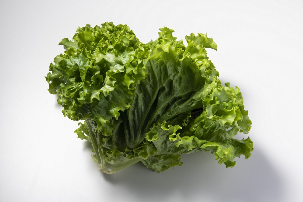 リーフレタス-M