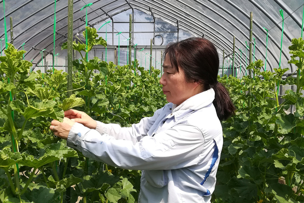 吉川農園のこだわり1_コピー