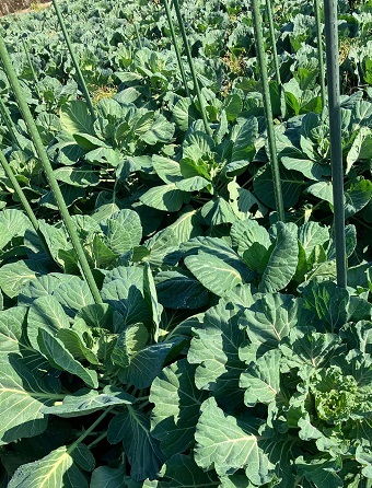 12-2芽キャベツ畑