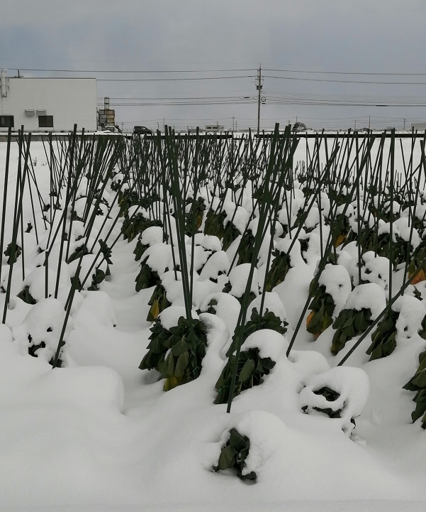 13芽キャベツ雪-s