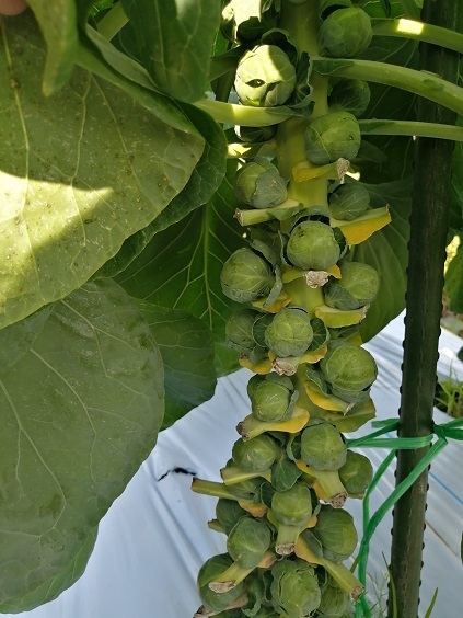 12芽キャベツ畑