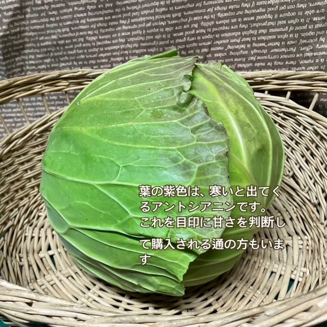 キャベツ