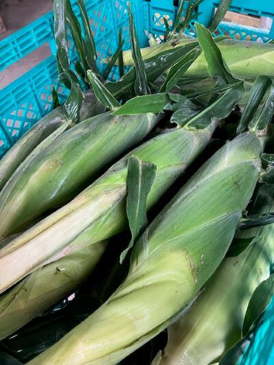 とうもろこし収穫-S