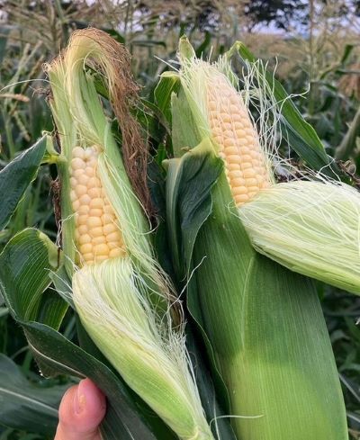 皮むきコーン-S