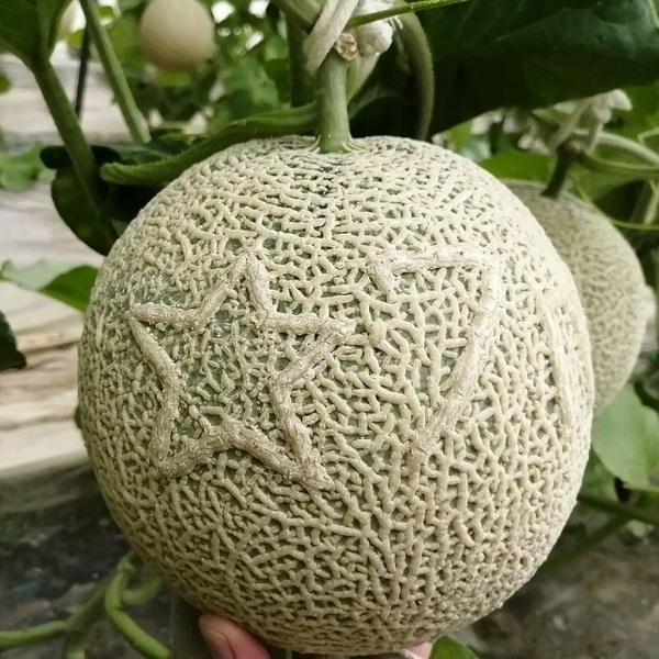 星マーク-M